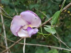 Vigna vexillata vexillata