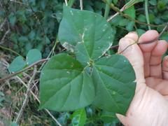 Vigna vexillata vexillata