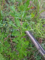 Vitex obovata wilmsii