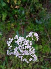 Centranthus calcitrapae