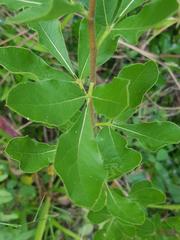 Vitex obovata wilmsii