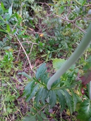 Centranthus calcitrapae