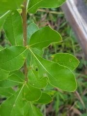 Vitex obovata wilmsii
