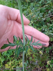 Centranthus calcitrapae