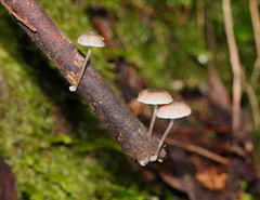 Mycena mijoi