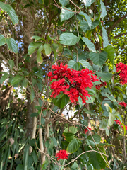 Clerodendrum japonicum