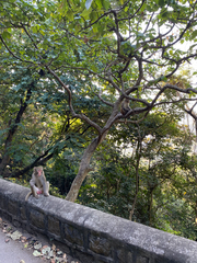 Macaca
