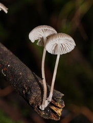 Mycena mijoi