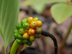 Arisaema tortuosum