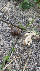 Cornu aspersum