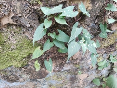 Reynoutria multiflora