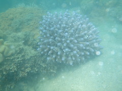 Acropora humilis