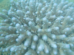 Acropora humilis