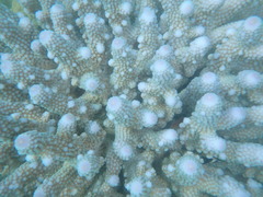 Acropora humilis