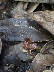 Arthroleptella lightfooti