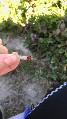 Coccinella septempunctata