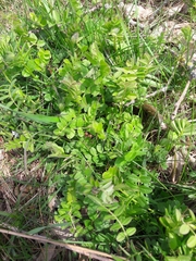 Vicia sepium
