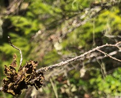 Pseudocyphellaria hawaiiensis