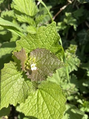 Alliaria petiolata