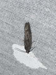 Pseudexentera spoliana