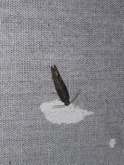 Pseudexentera spoliana