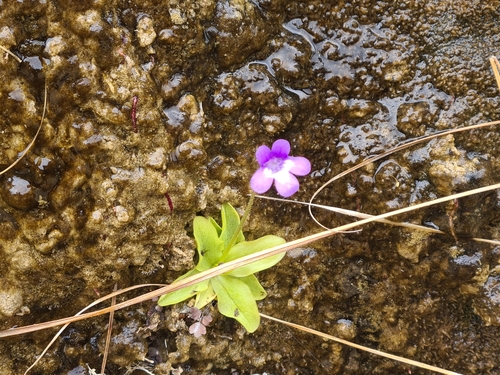 Pinguicula dertosensis