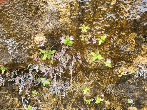 Pinguicula dertosensis