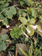 Oxalis debilis