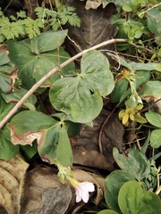 Oxalis debilis