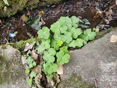 Oxalis debilis