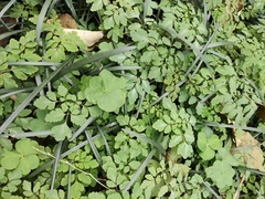 Oxalis debilis