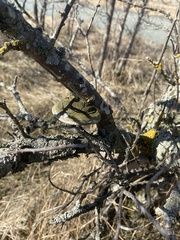 Fomitiporia hippophaeicola