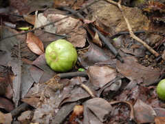 Meyna laxiflora