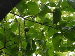 Meyna laxiflora
