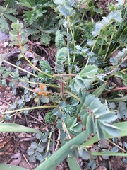 Phragmidium sanguisorbae