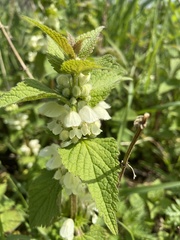 Lamium album