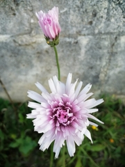 Crepis rubra