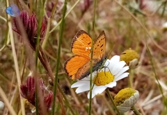 Lycaena ottomanus