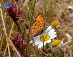 Lycaena ottomanus
