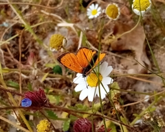 Lycaena ottomanus