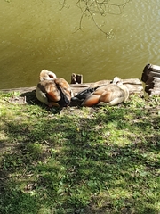 Alopochen aegyptiaca