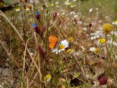 Lycaena ottomanus