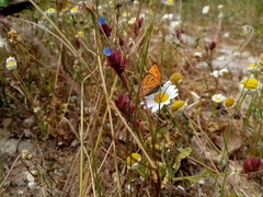 Lycaena ottomanus