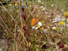 Lycaena ottomanus