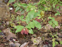 Bridelia retusa