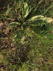 Verbascum songaricum