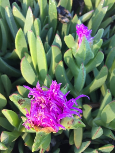 Carpobrotus chilensis