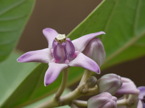 Calotropis gigantea (L.) W.T.Aiton