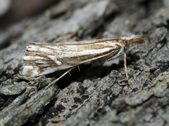 Hednota impletellus