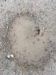 Pogonomyrmex occidentalis